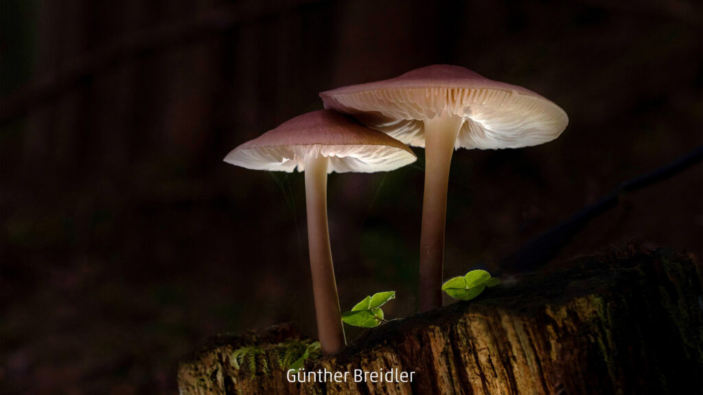 008_2024_AT4_LM-111_S AT4140004 Breidler Guenther_Pilze