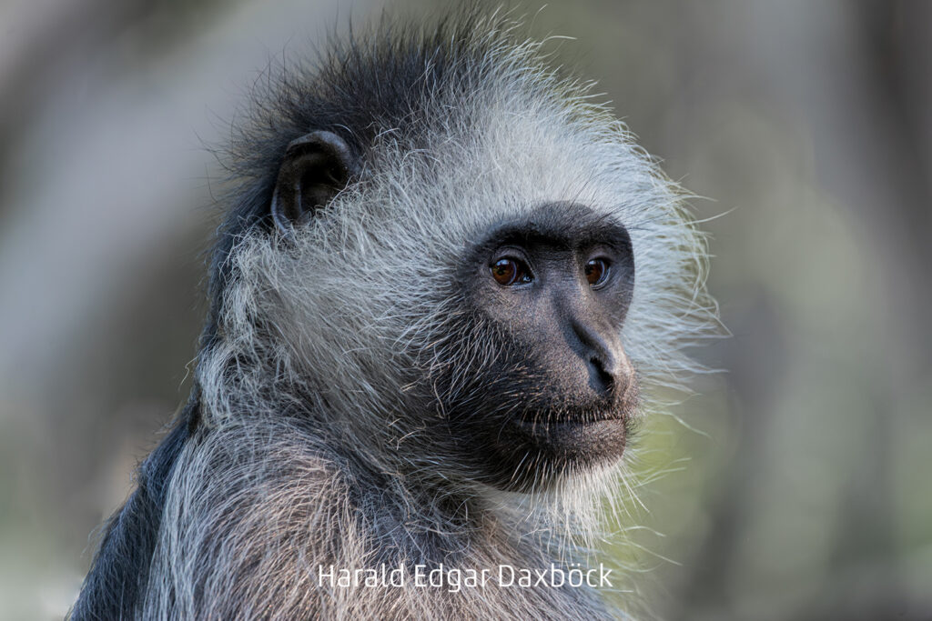 027_2024_AT4_LM-577_D AT4330044 Daxboeck Harald Edgar_Nachdenklicher Langur