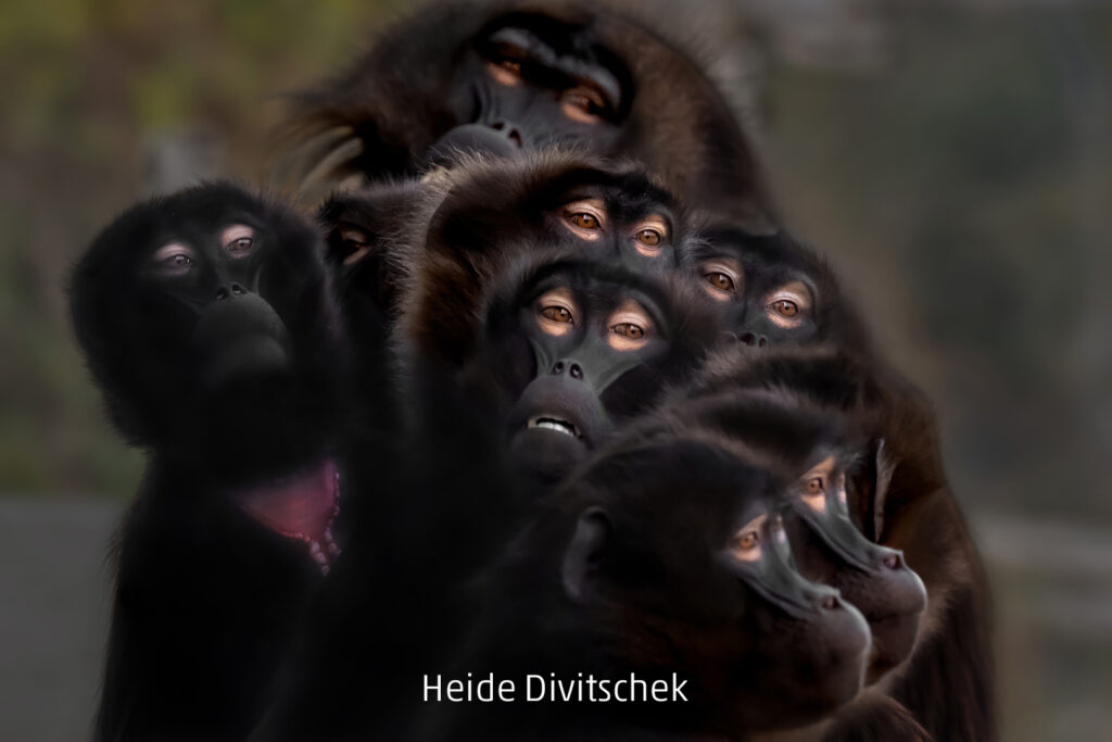 041_2024_AT4_LM-214_D AT4290019 Divitschek Heide_Affenbande