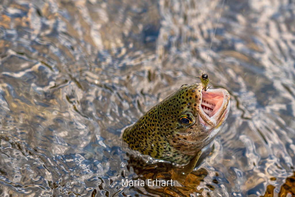 090_2024_AT4_LM-636_D AT4180011 Erhart Maria_Trout - Kopie