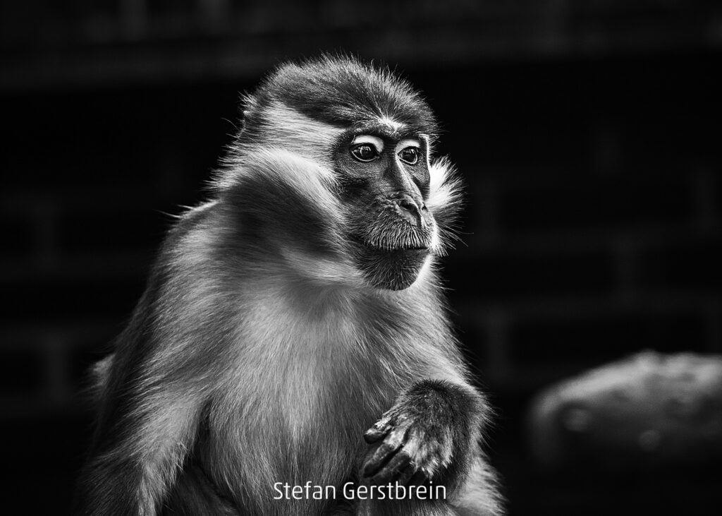 143_2024_AT4_LM-234_M AT4180003 Gerstbrein Stefan_Franz