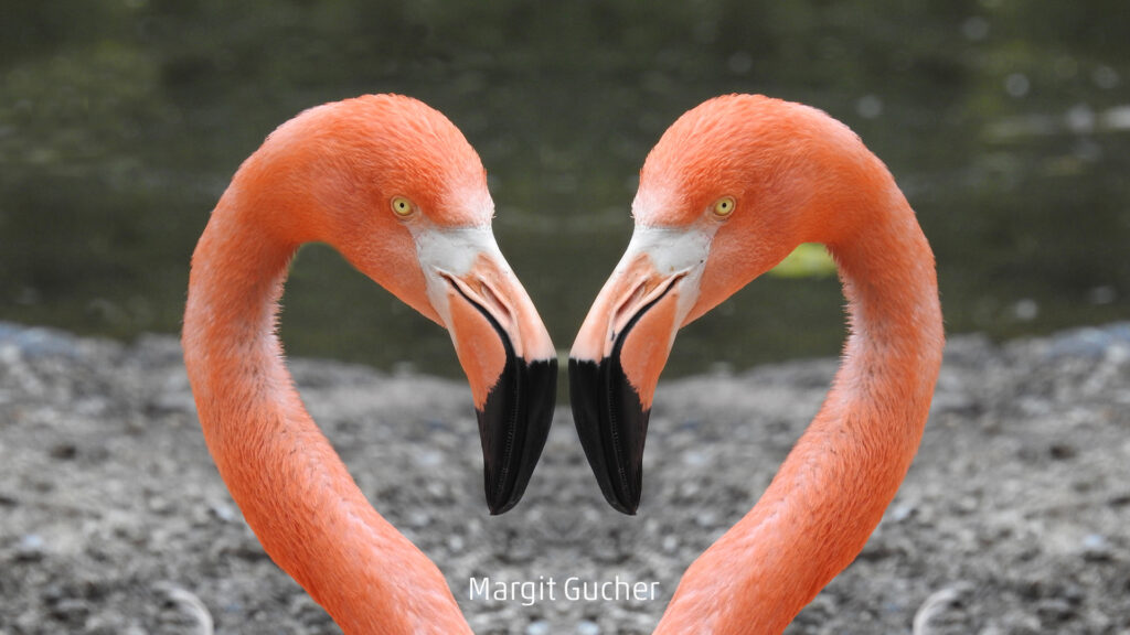 148_2024_AT4_LM-11_D AT4250007 Gucher Margit_Herz6086