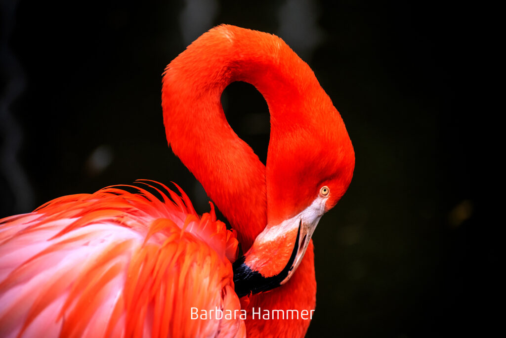 170_2024_AT4_LM-54_D AT4330002 Hammer Barbara_Flamingo13