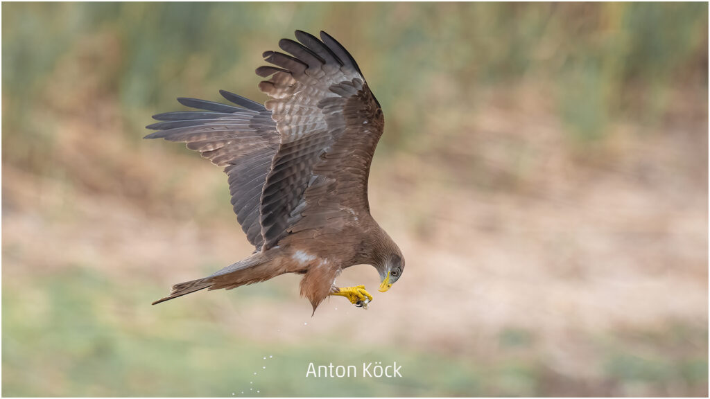 251_2024_AT4_LM-453_D AT4330040 Koeck Anton_Raubadler