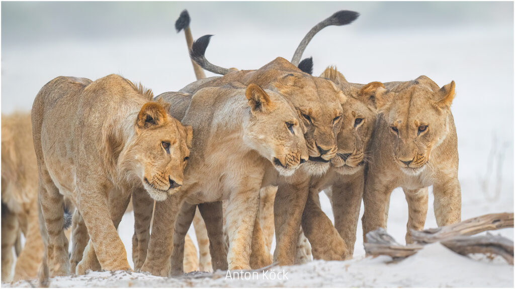 259_2024_AT4_LM-460_C AT4330040 Koeck Anton_Loewenrudel Botswana
