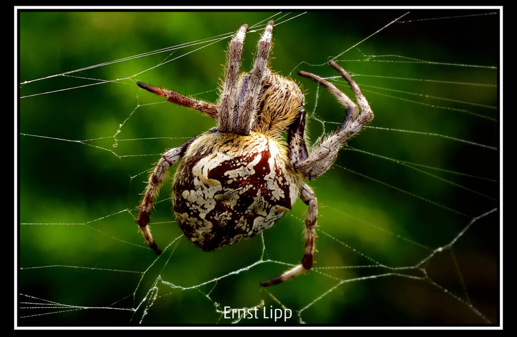 268_2024_AT4_LM-102_D AT4250005 Lipp Ernst_Spinne