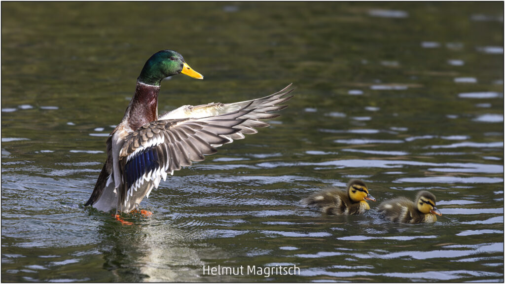 278_2024_AT4_LM-339_C AT4130026 Magritsch Helmut_Beschuetzt