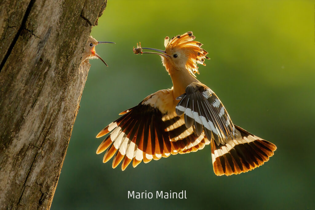 294_2024_AT4_LM-353_D AT4330017 Maindl Mario_Wiedehopf