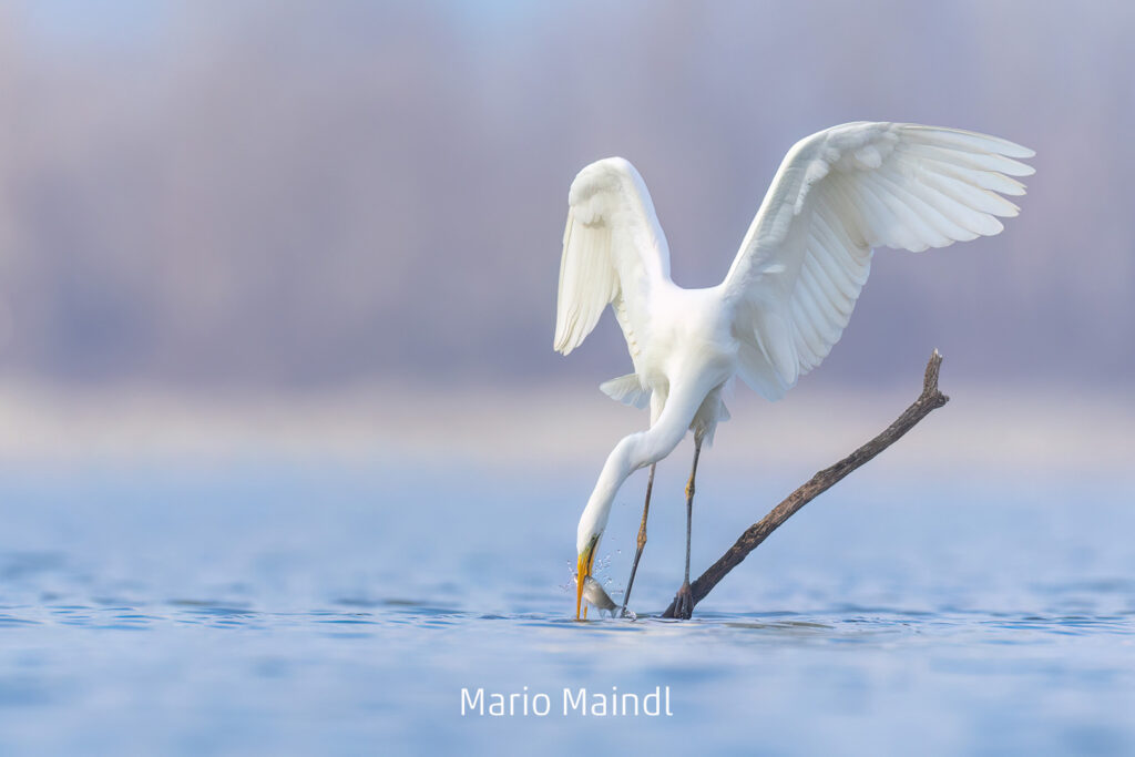 296_2024_AT4_LM-355_D AT4330017 Maindl Mario_Silberreiher