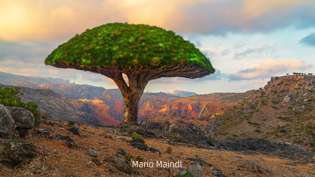 297_2024_AT4_LM-356_D AT4330017 Maindl Mario_Drachenblutbaum