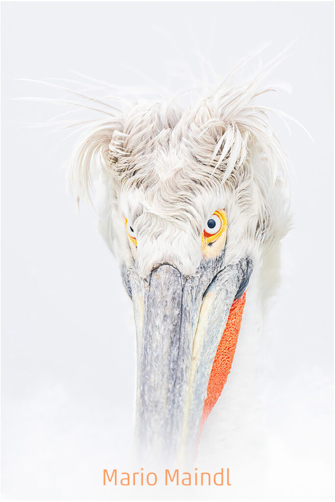 300_2024_AT4_LM-359_C AT4330017 Maindl Mario_Krauskopfpelikan