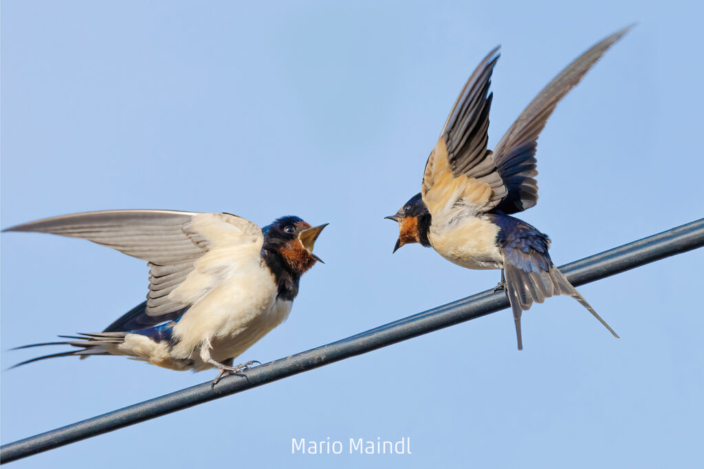 301_2024_AT4_LM-360_C AT4330017 Maindl Mario_Rauchschwalben