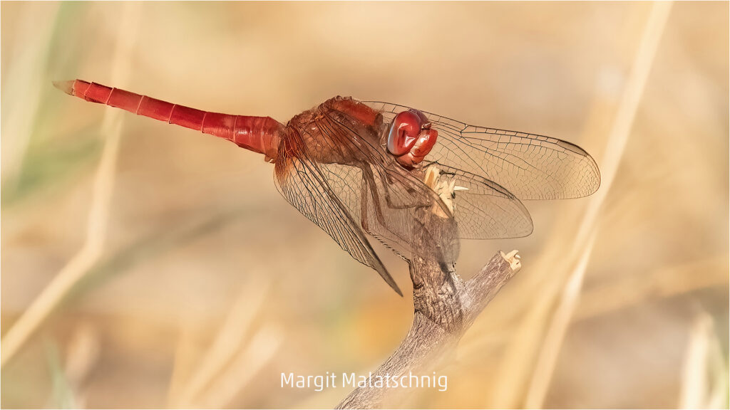 311_2024_AT4_LM-490_D AT4330039 Malatschnig Margit_rote Libelle