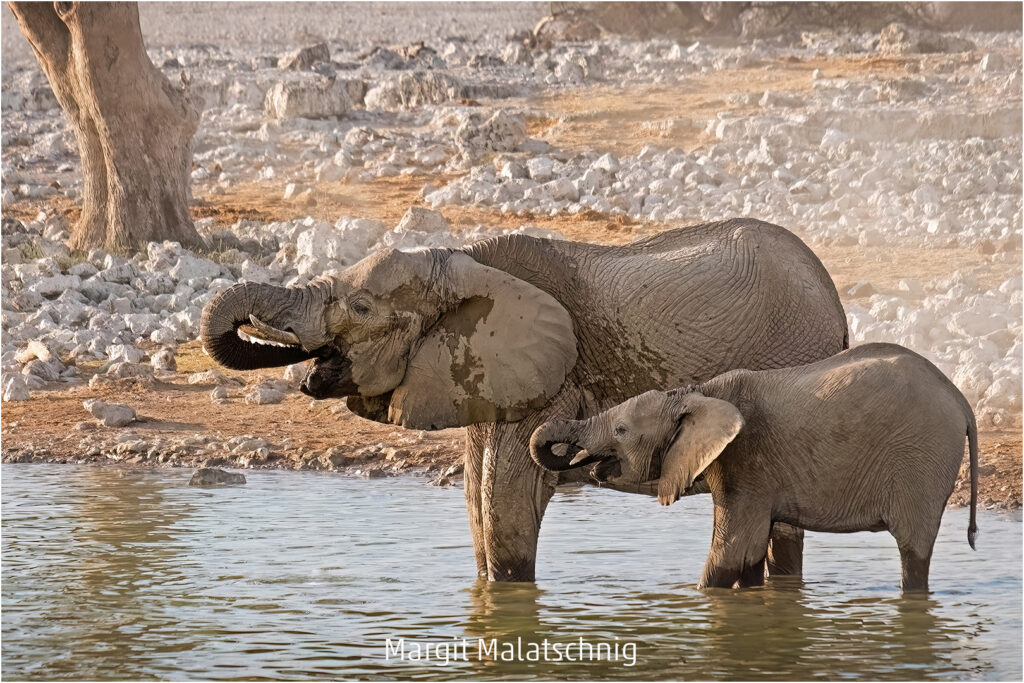 321_2024_AT4_LM-503_C AT4330039 Malatschnig Margit_Durst