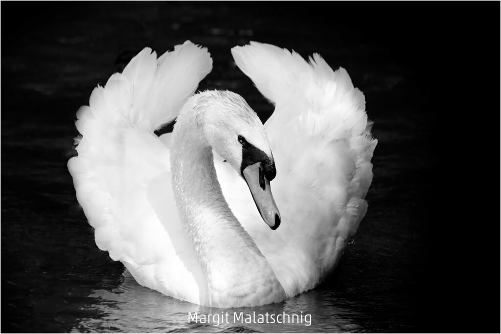 322_2024_AT4_LM-504_M AT4330039 Malatschnig Margit_Schwaneleganz