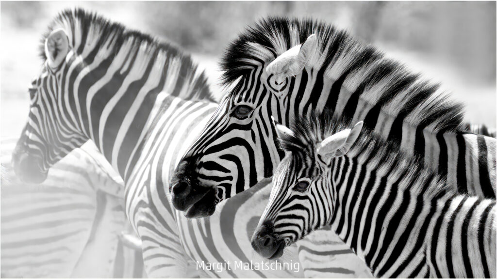 324_2024_AT4_LM-506_M AT4330039 Malatschnig Margit_Zebrafamily