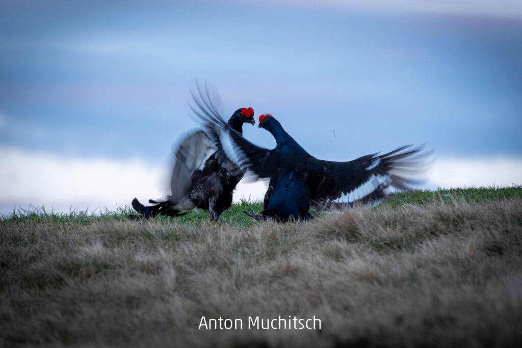 Auerhahn Workshop 27.04.2025, Kindberg, Steiermark, Österreich.
