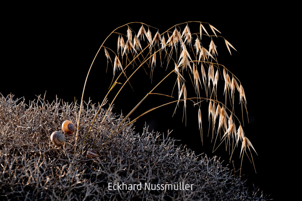 340_2024_AT4_LM-128_D AT4290021 Nussmueller Eckhard_Graeser