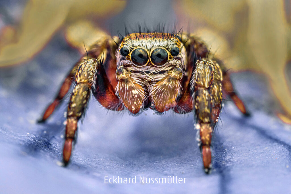 342_2024_AT4_LM-130_D AT4290021 Nussmueller Eckhard_Springspinne