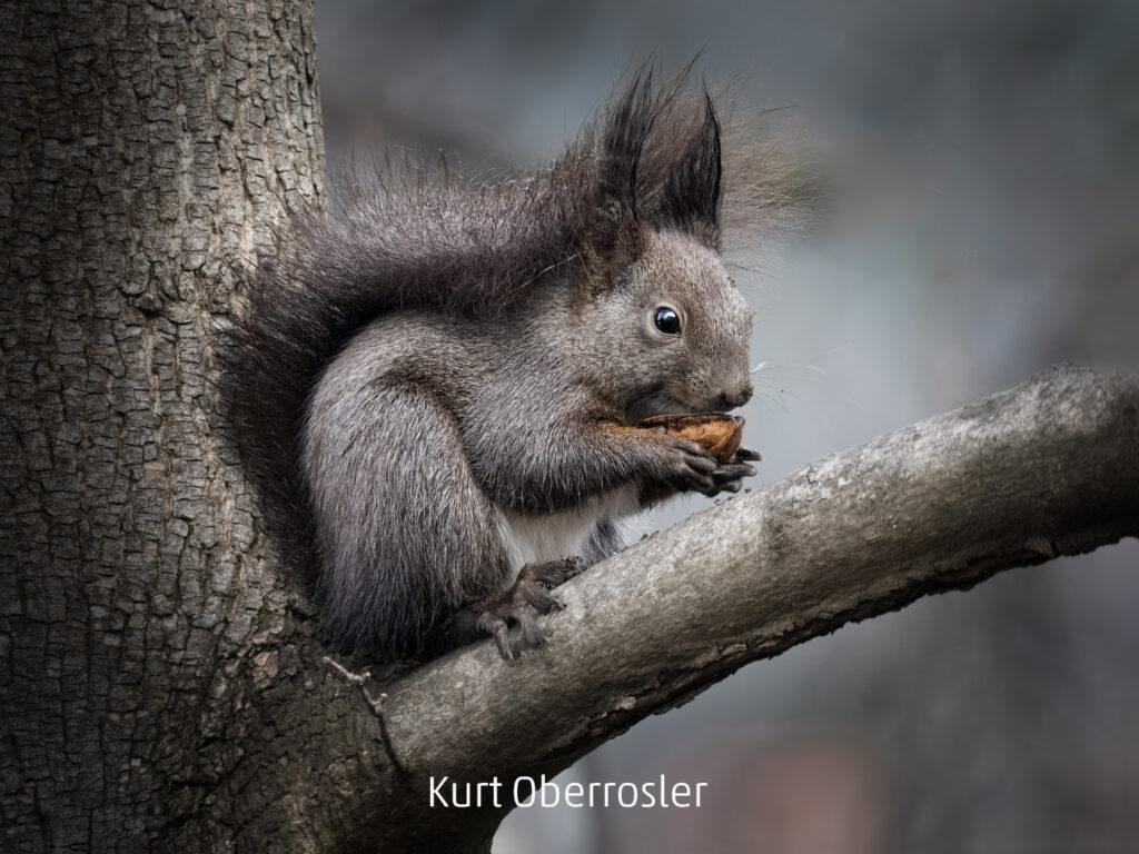 358_2024_AT4_LM-208_D AT4290023 Oberrosler Kurt_Eichkatzerl