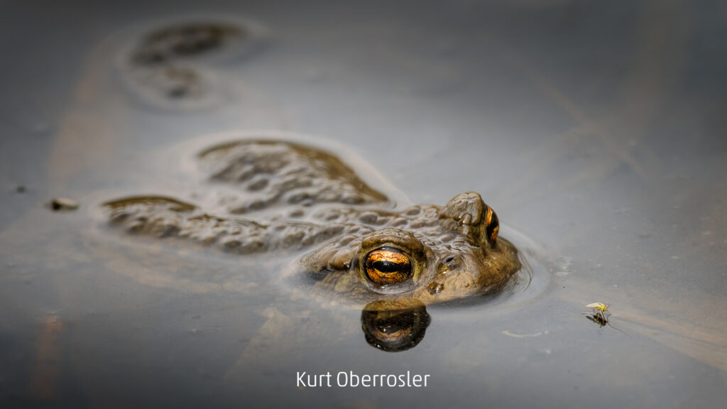 359_2024_AT4_LM-209_D AT4290023 Oberrosler Kurt_Auge in Auge