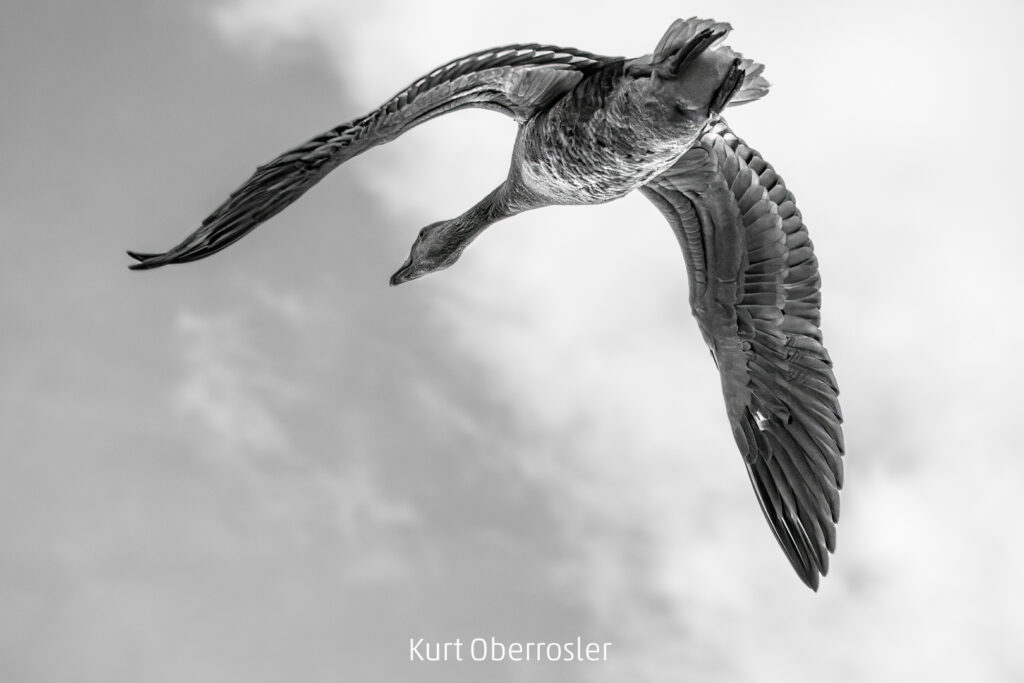 361_2024_AT4_LM-211_S AT4290023 Oberrosler Kurt_Graugans