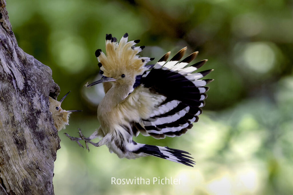 399_2024_AT4_LM-288_D AT4330043 Pichler Roswitha_Immer hungrig - Kopie
