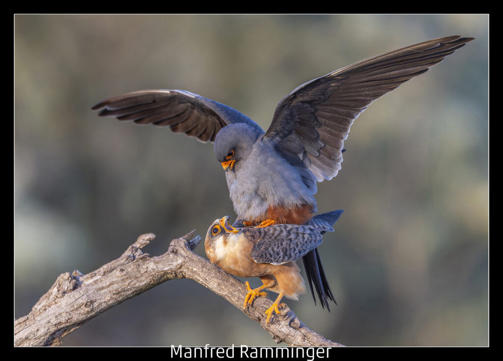 440_2024_AT4_LM-431_D AT4130021 Ramminger Manfred_Paarung der Rotfussfalken