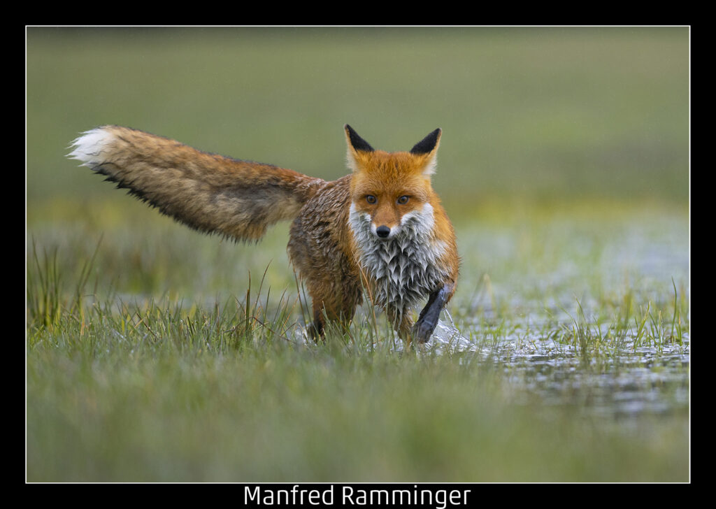 441_2024_AT4_LM-433_D AT4130021 Ramminger Manfred_Nasser Fuchs