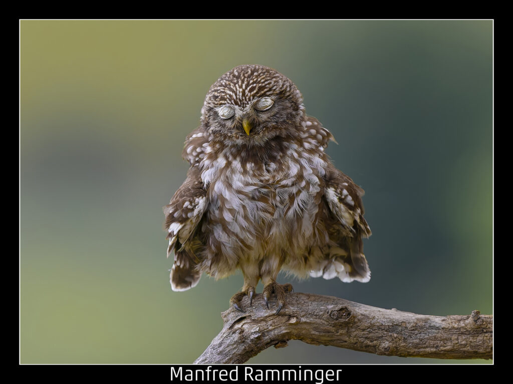 443_2024_AT4_LM-435_D AT4130021 Ramminger Manfred_Muede