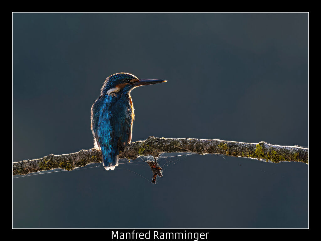 446_2024_AT4_LM-437_C AT4130021 Ramminger Manfred_im Gegenlicht