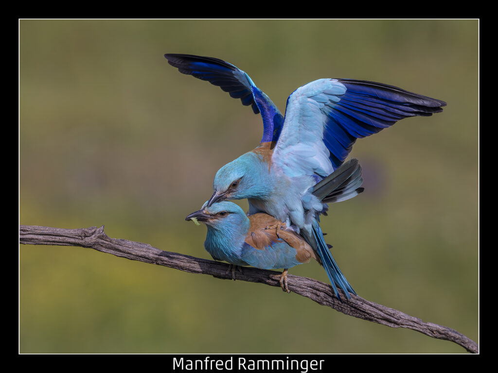 447_2024_AT4_LM-438_C AT4130021 Ramminger Manfred_Blaurackenpaarung