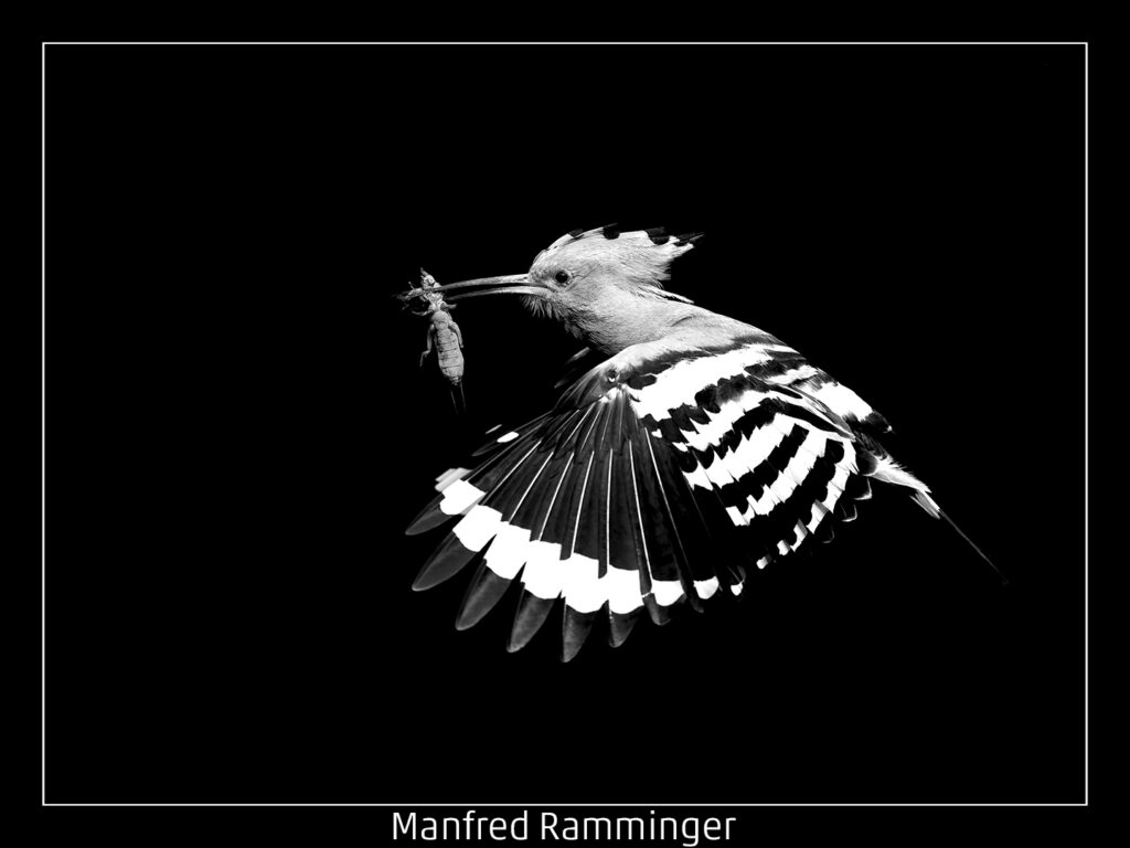 448_2024_AT4_LM-439_M AT4130021 Ramminger Manfred_Wiedehopf