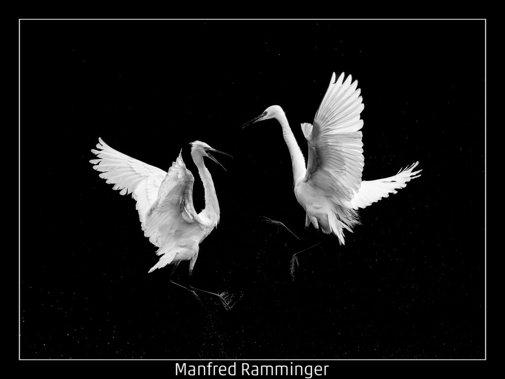 449_2024_AT4_LM-440_M AT4130021 Ramminger Manfred_Kampf der Silberreiher