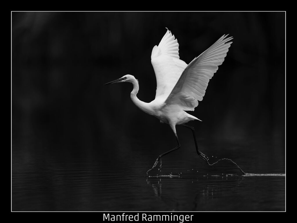 450_2024_AT4_LM-441_M AT4130021 Ramminger Manfred_Wasserlaeufer