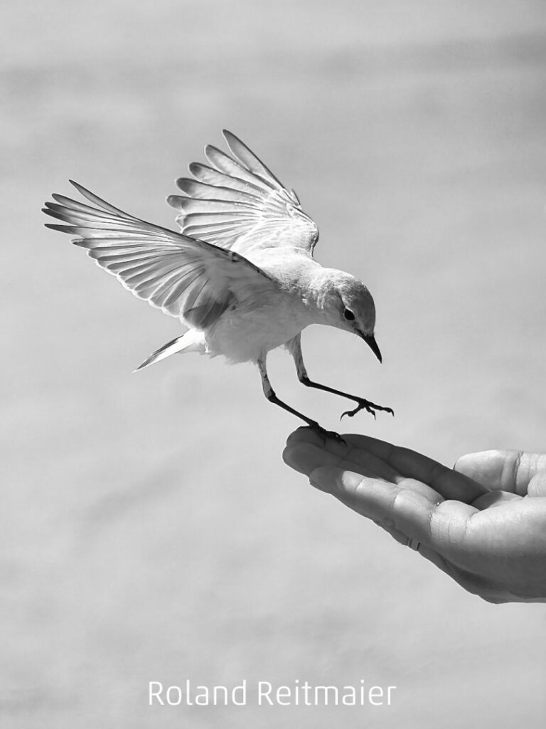 491_2024_AT4_LM-276_M AT4180009 Reitmaier Roland_Vertrauen