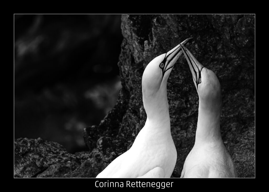 514_2024_AT4_LM-478_M AT4330041 Rettenegger Corinna_Basstoelpel