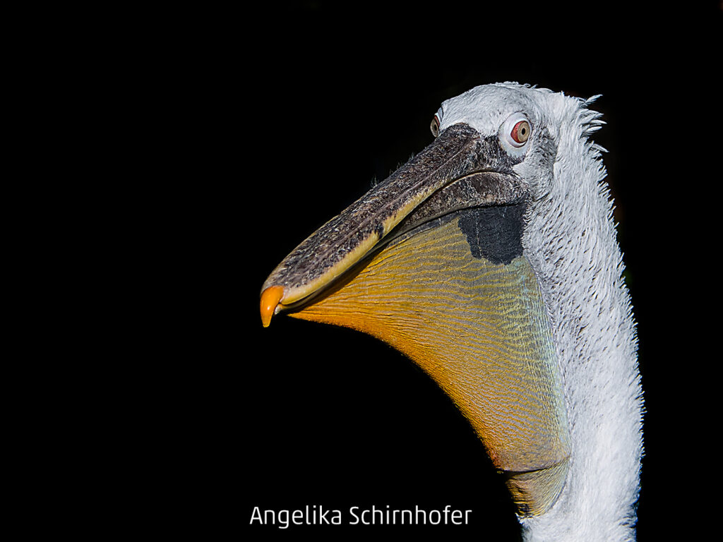 537_2024_AT4_LM-564_C AT4180007 Schirnhofer Angelika_Pelikan