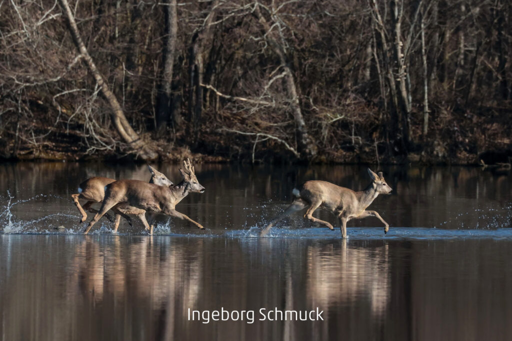 550_2024_AT4_LM-658_D AT4210008 Schmuck Ingeborg_Rehe auf der Flucht