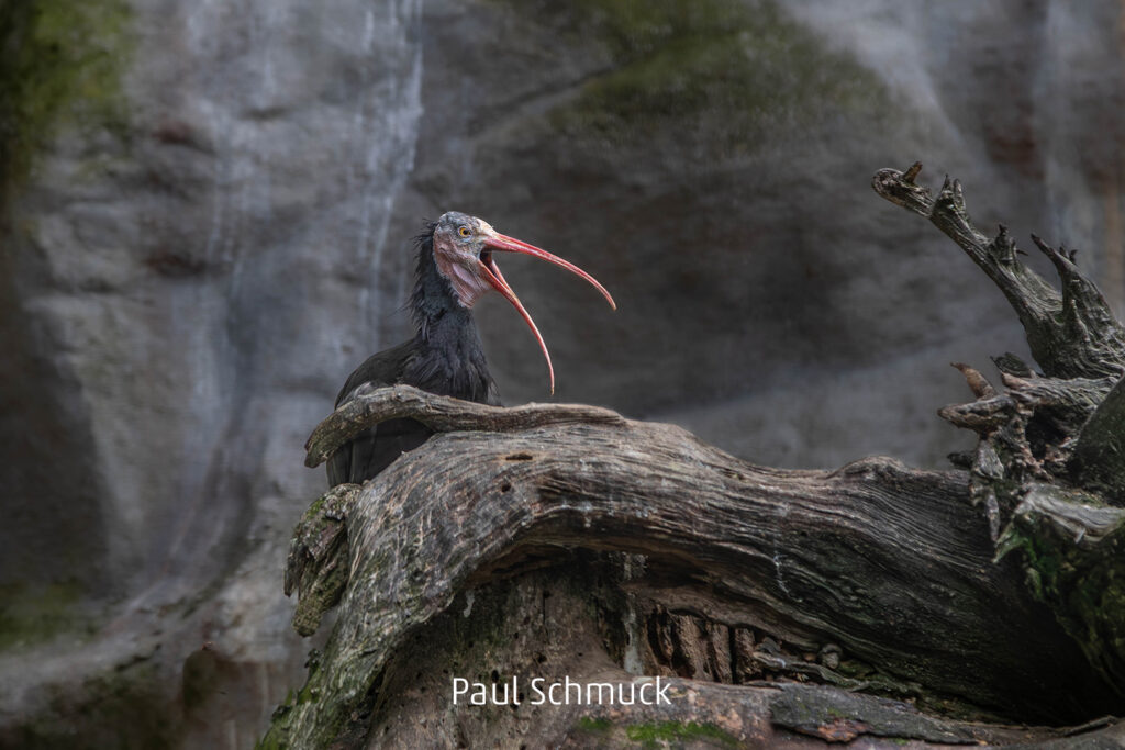 553_2024_AT4_LM-653_D AT4210006 Schmuck Paul_Waldrapp