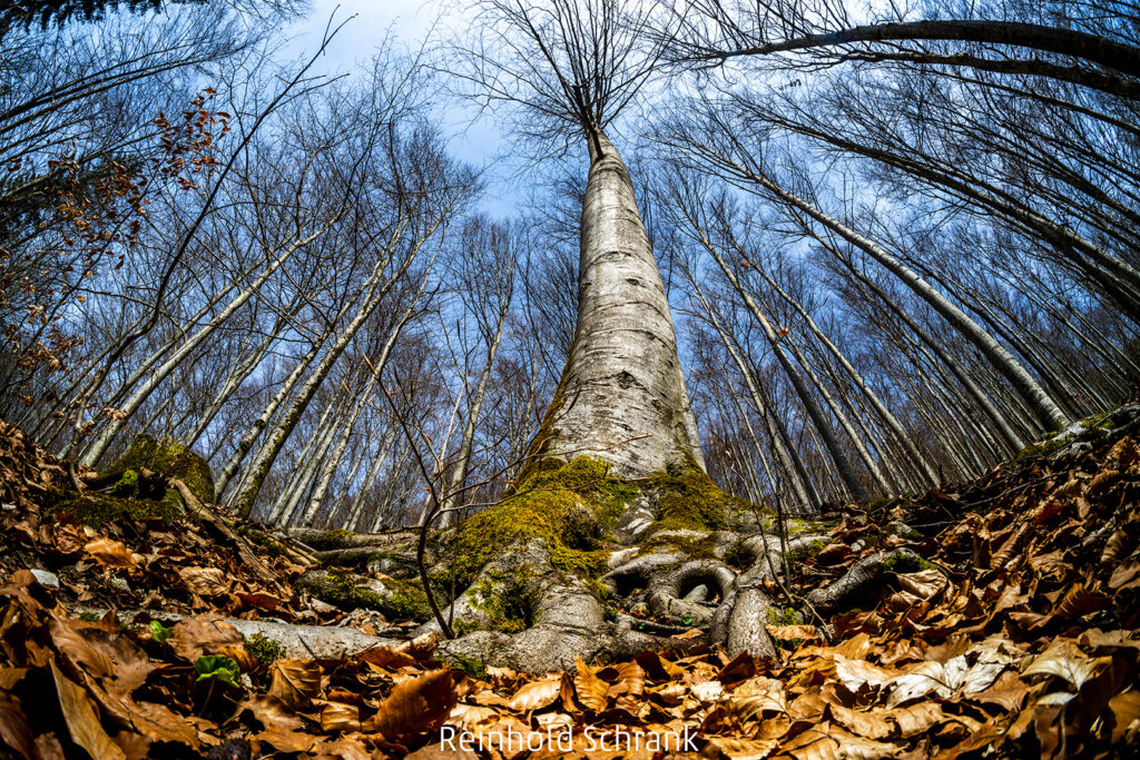 587_2024_AT4_LM-394_S AT4700127 Schrank Reinhold_Wald