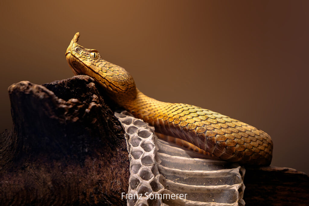 619_2024_AT4_LM-546_C AT4180008 Sommerer Franz_Hornviper