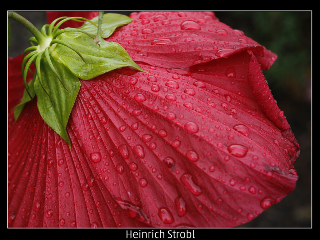 644_2024_AT4_LM-367_C AT4130002 Strobl Heinrich_Rot-Gruen