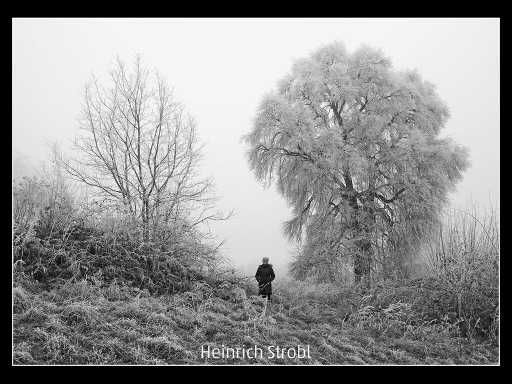 650_2024_AT4_LM-373_M AT4130002 Strobl Heinrich_Raureif