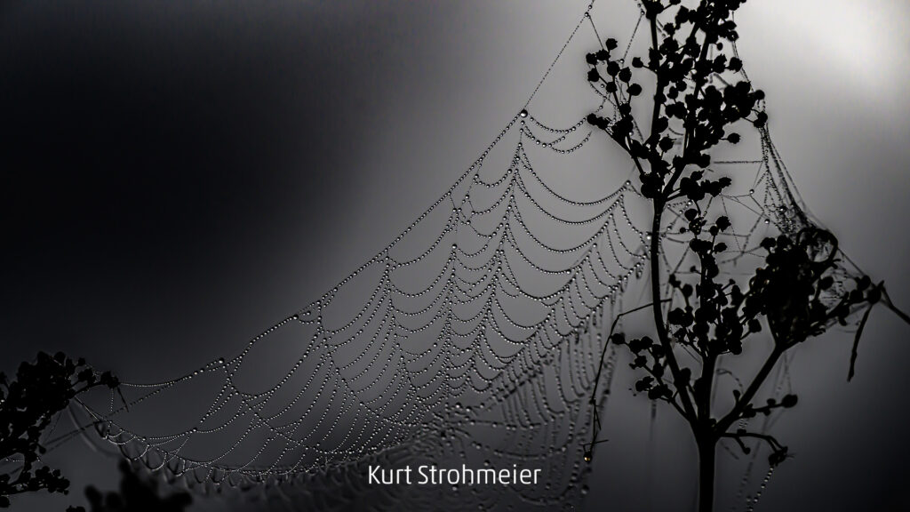 658_2024_AT4_LM-646_D AT4330037 Strohmeier Kurt_PerlenSpinnekl