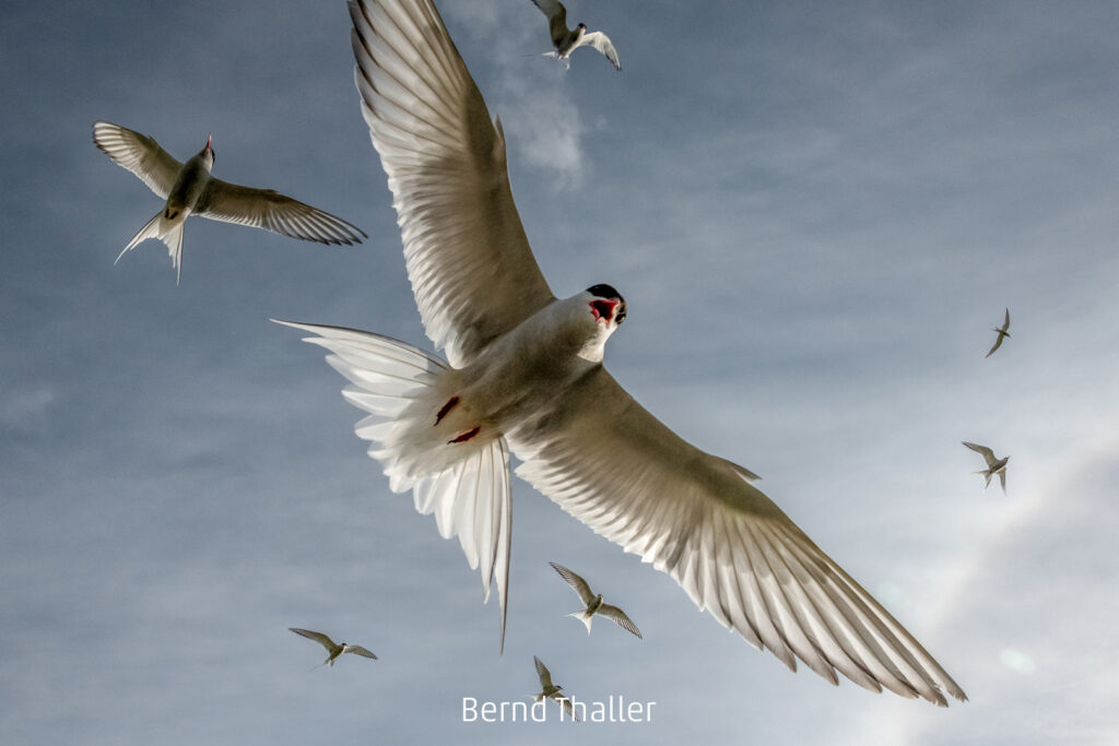 668_2024_AT4_LM-257_S AT4210013 Thaller Bernd_Angriff der Seeschwalben