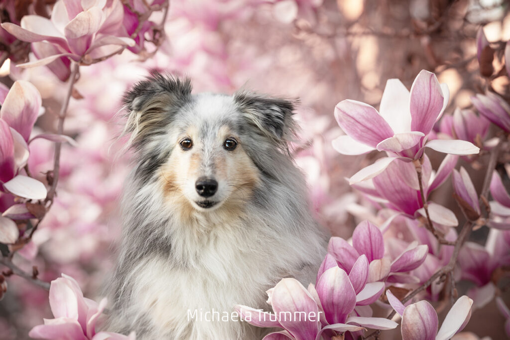 672_2024_AT4_LM-508_D AT4130009 Trummer Michaela_Lexi im Magnolienmeer