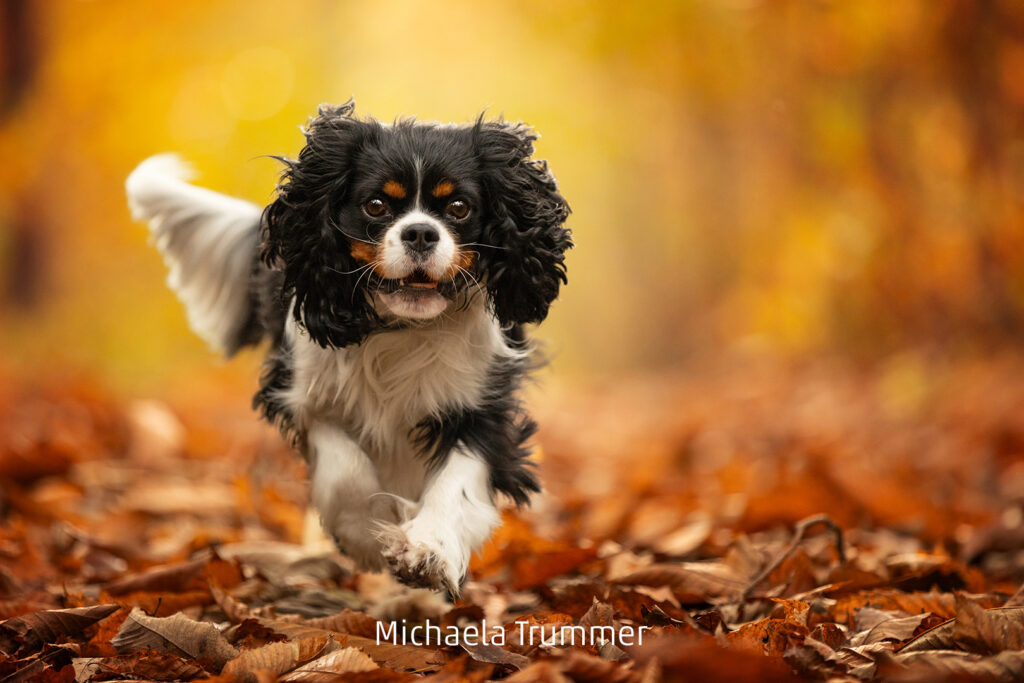 673_2024_AT4_LM-524_D AT4130009 Trummer Michaela_Napoleon